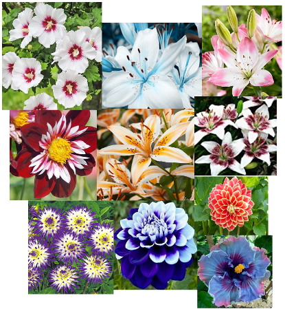 Blumenvielfalt.png